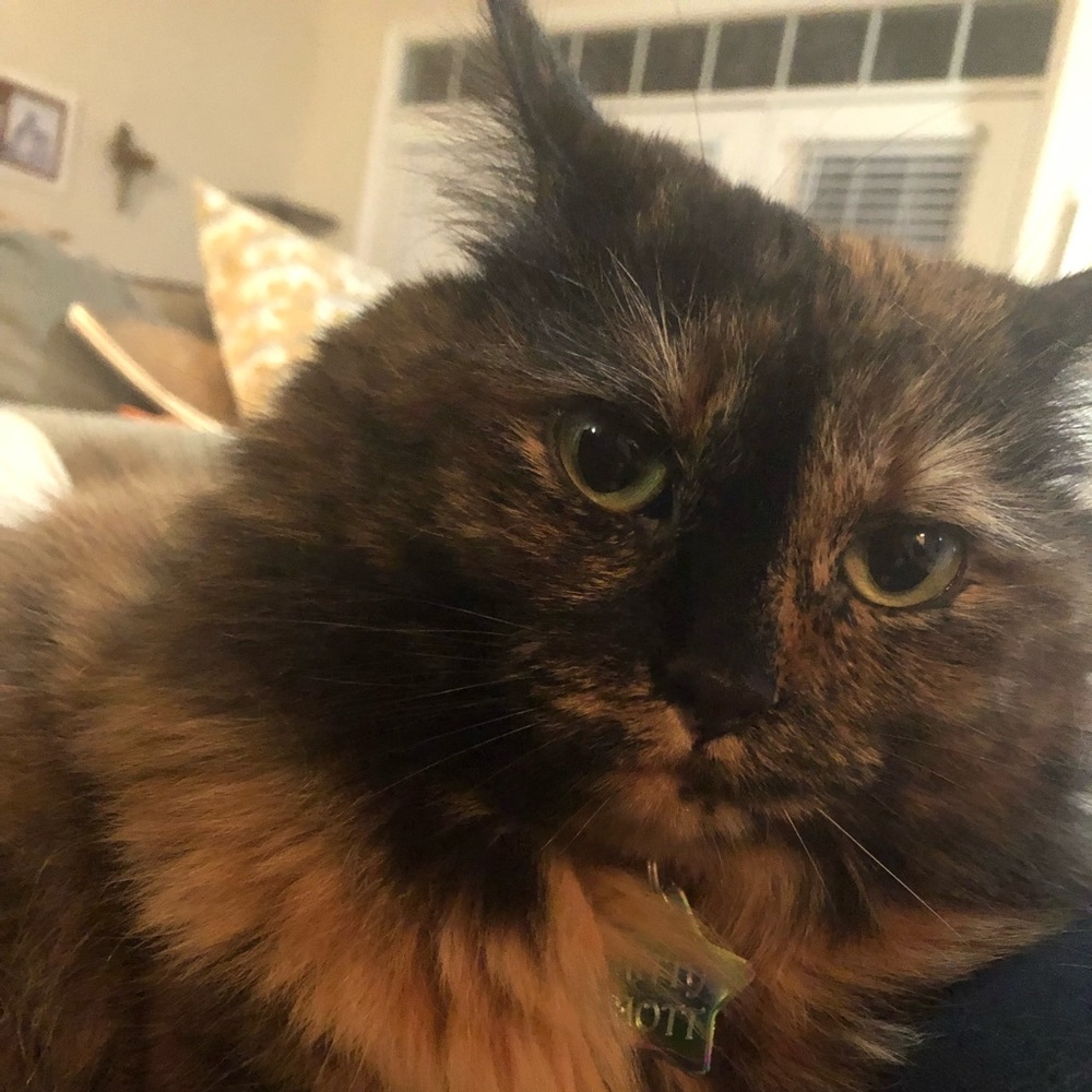 Meet your Posher, Nicole